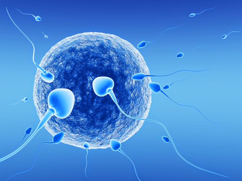 Kıbrıs Tüp Bebek Merkezi Sperm Yumurta